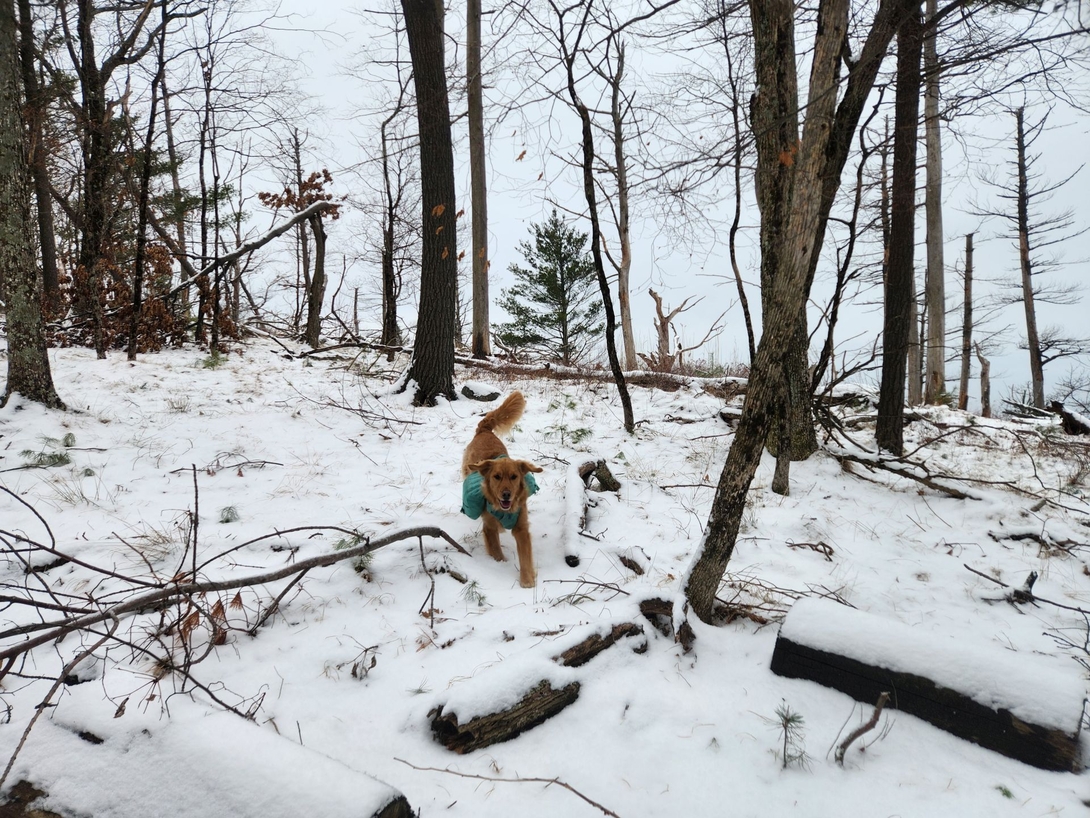 running through the bush