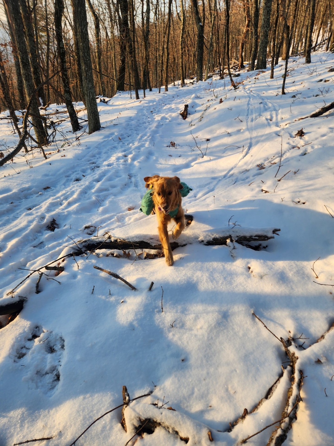sunny running through the woods
