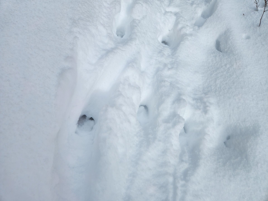 deer tracks