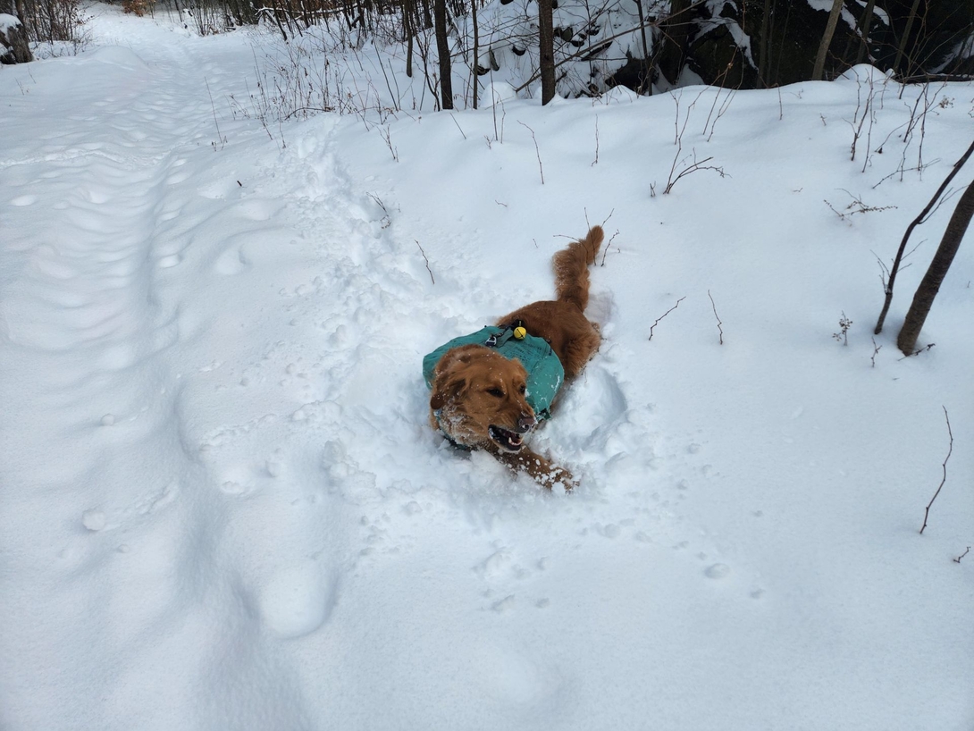 sunny frolicking in the snow