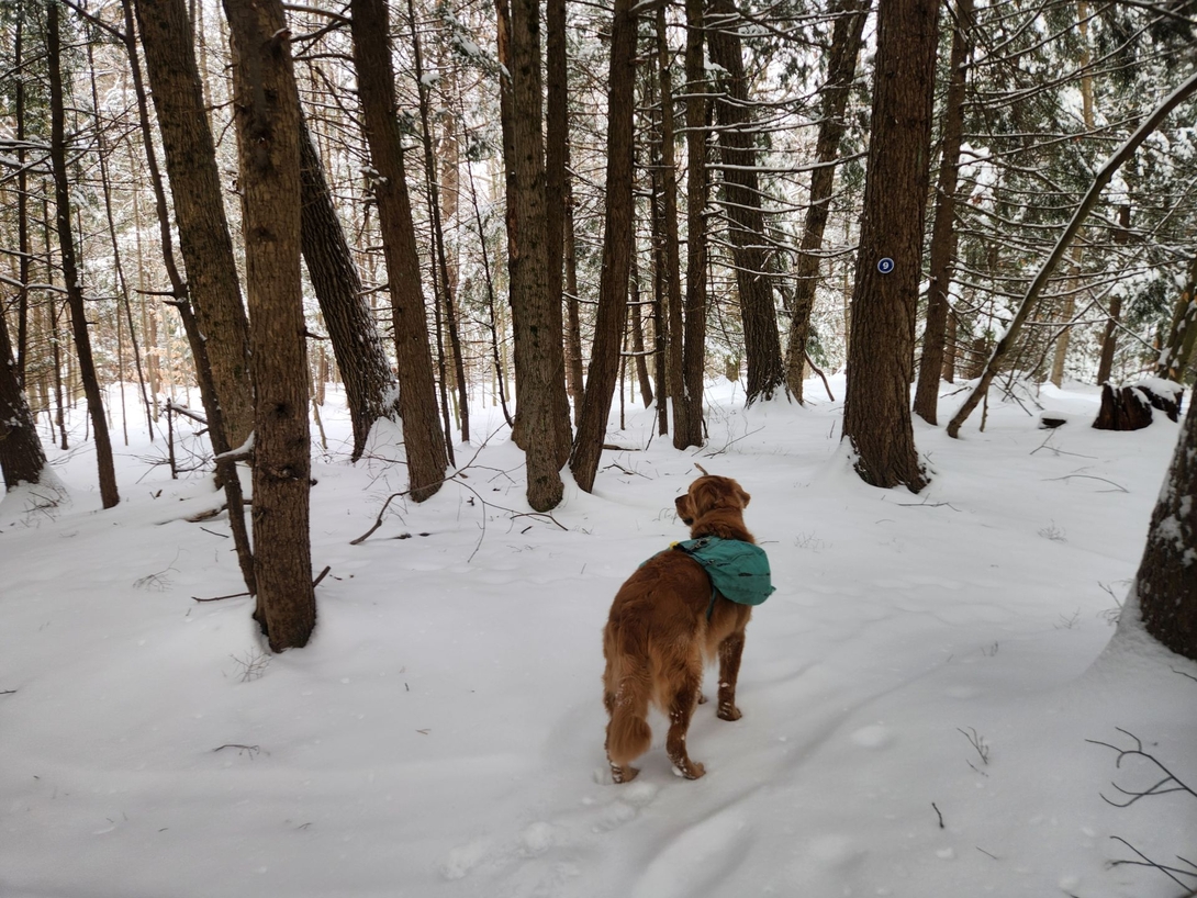 sunny in the woods