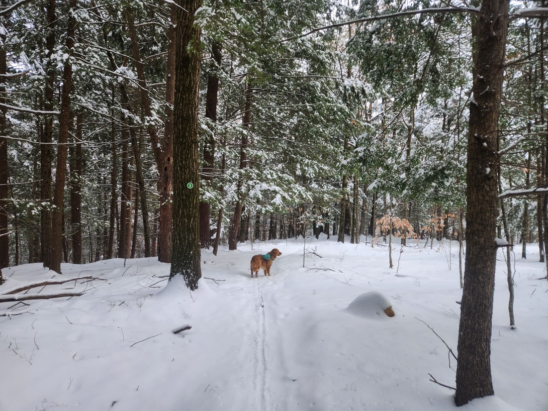 sunny wandering the trail