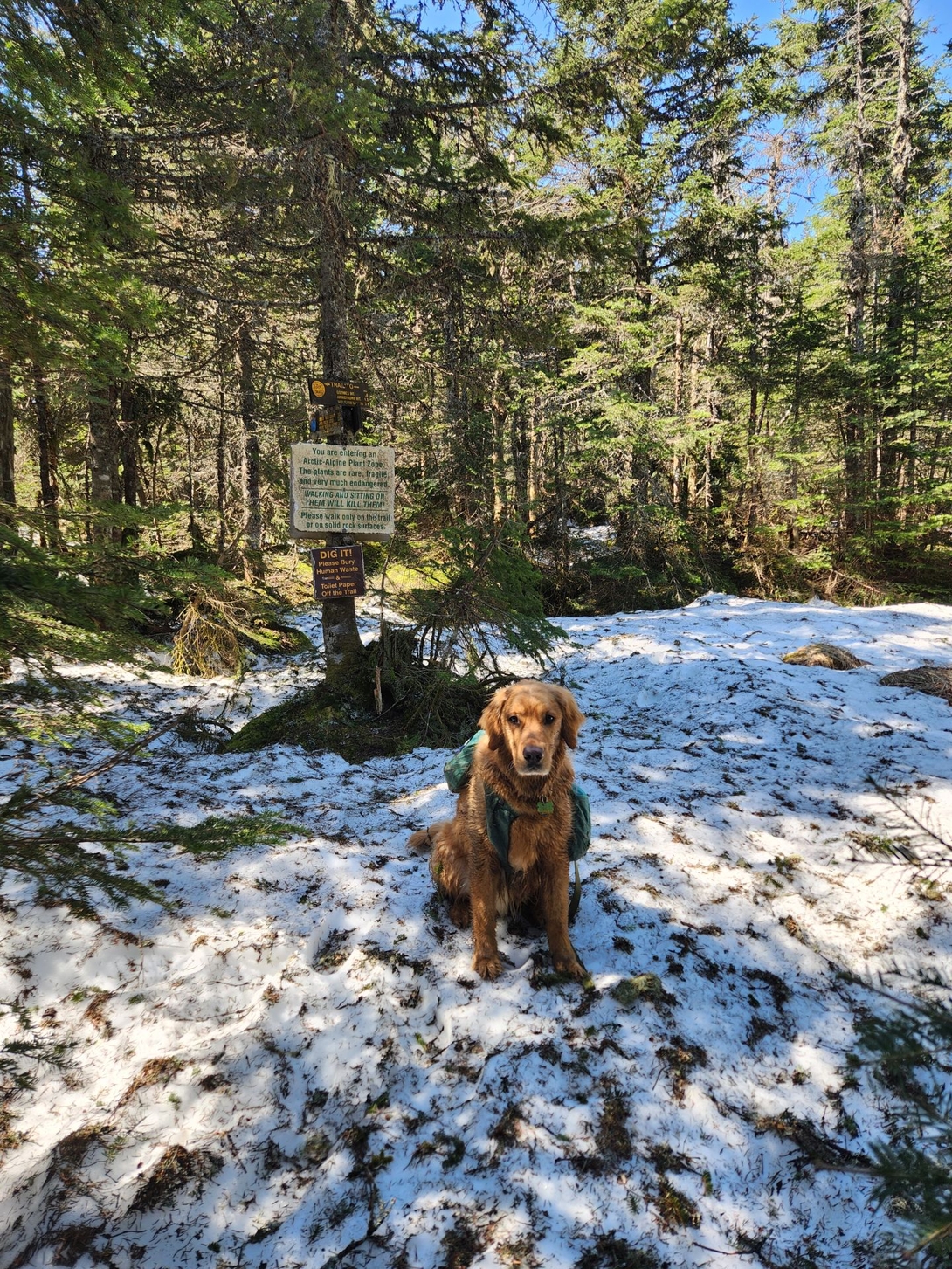 sunny at the gothics/saddleback junction