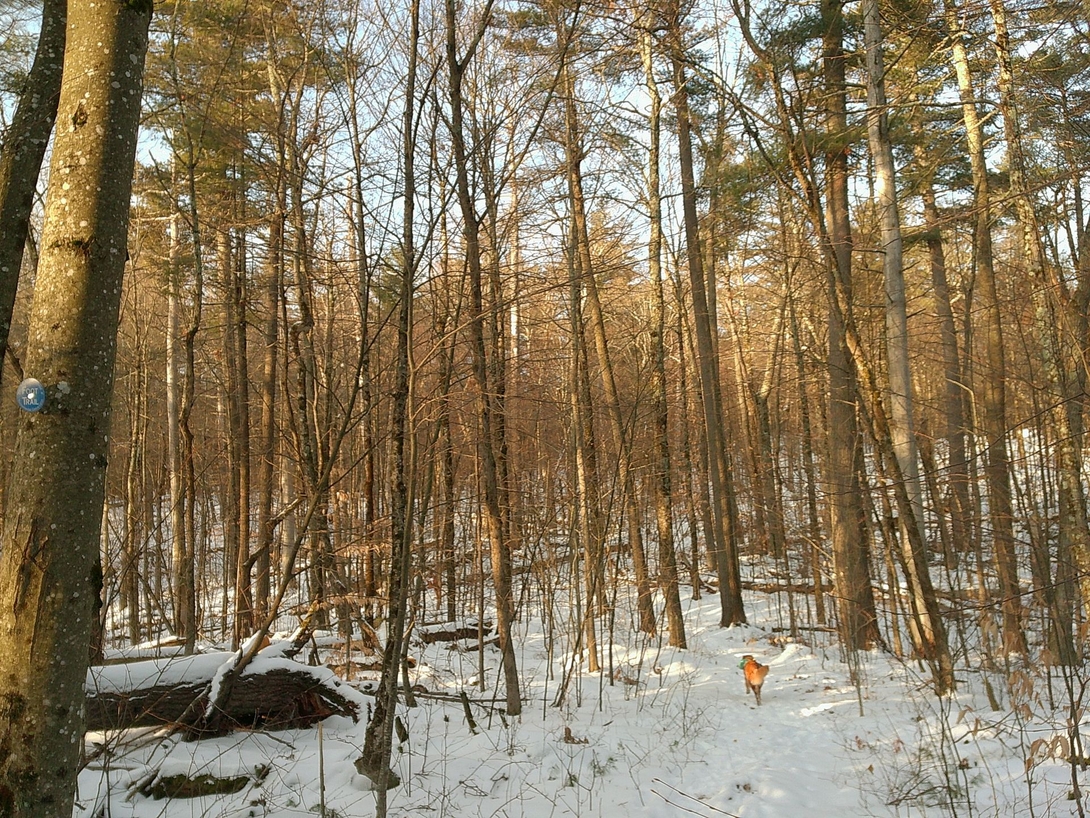sunny in the woods