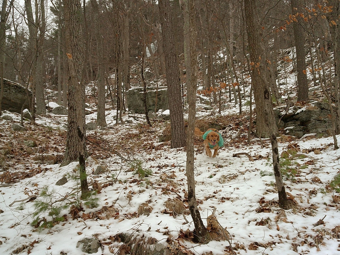 sunny running through the forest