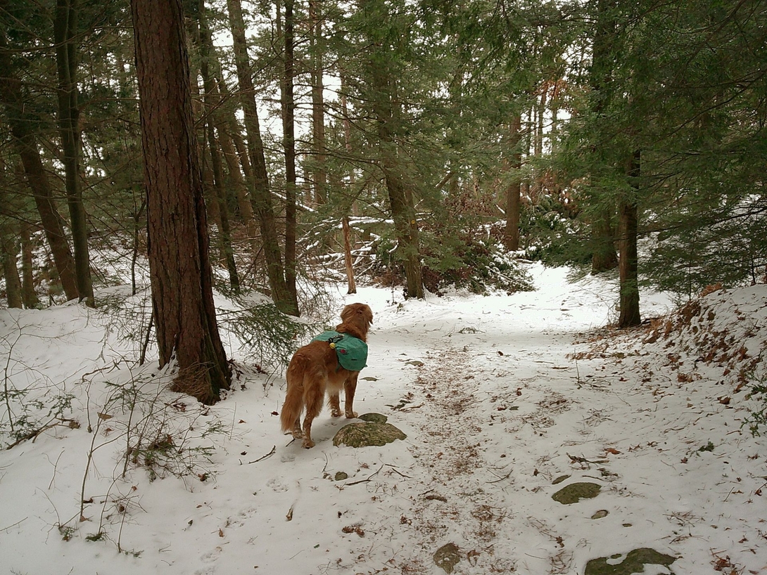 sunny in the trees on thomas
