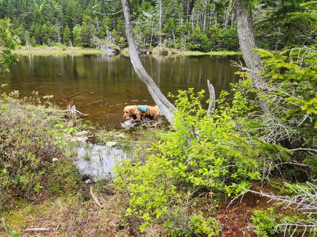 sunny enjoying elk pass swamp