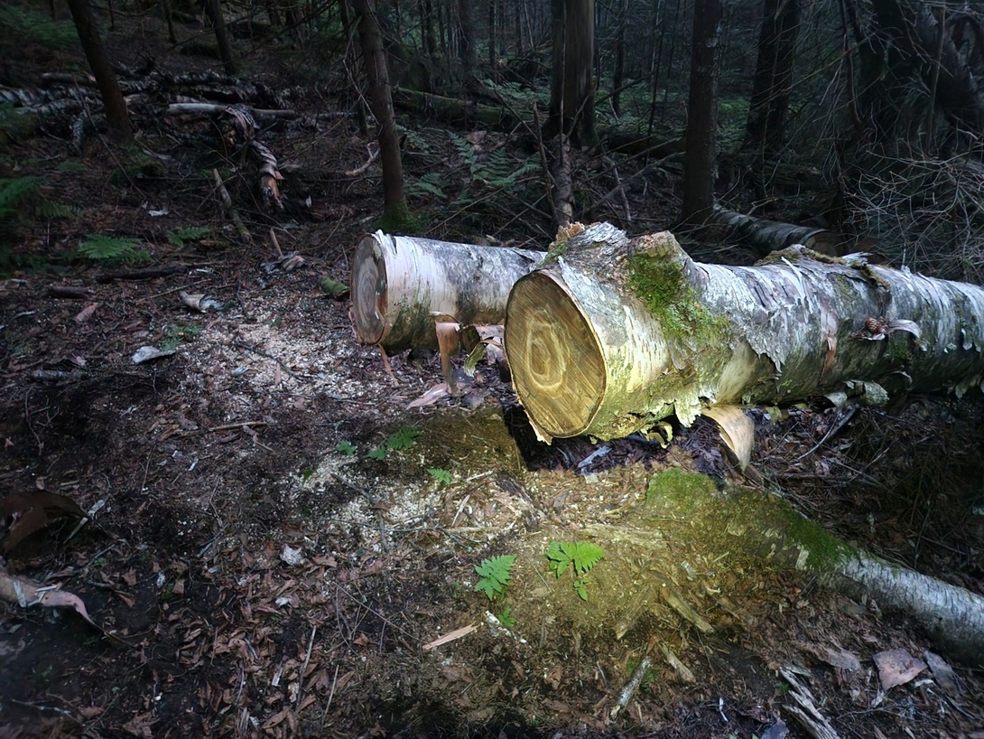 Trail maintenance coming down Pinnacle