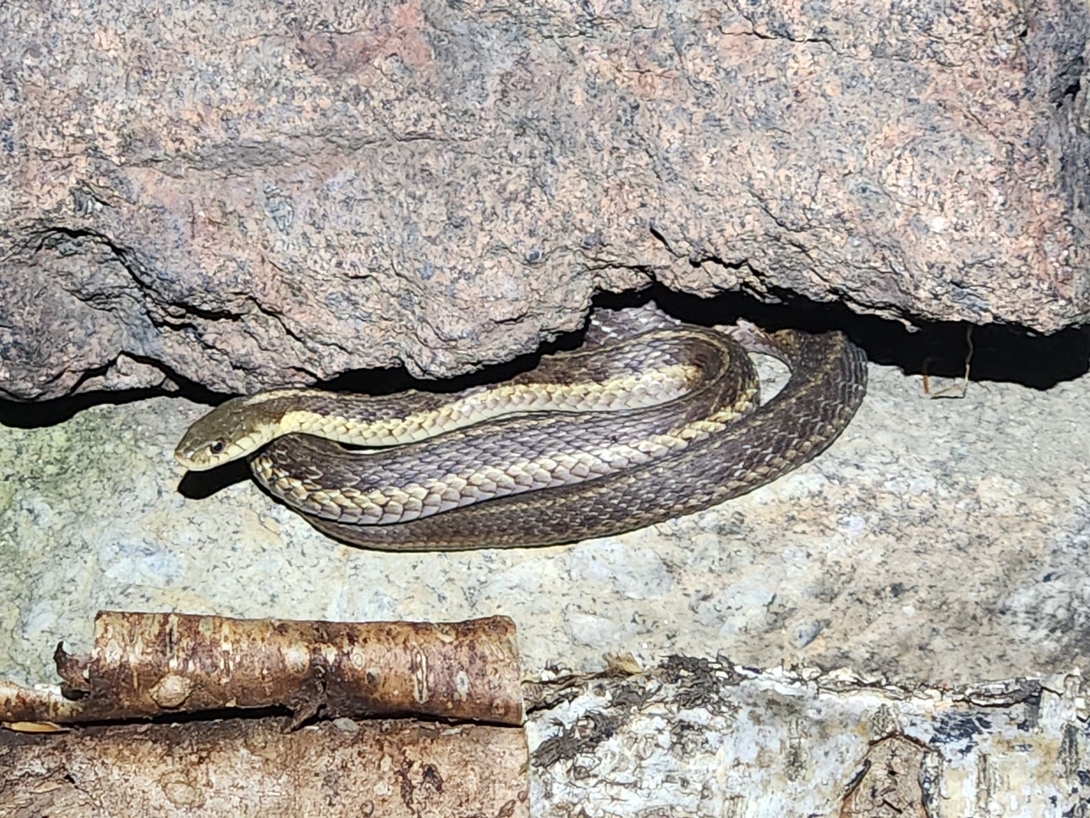 snek