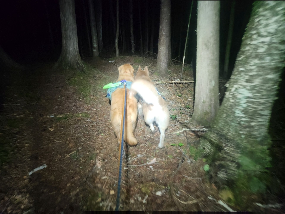 doggies
