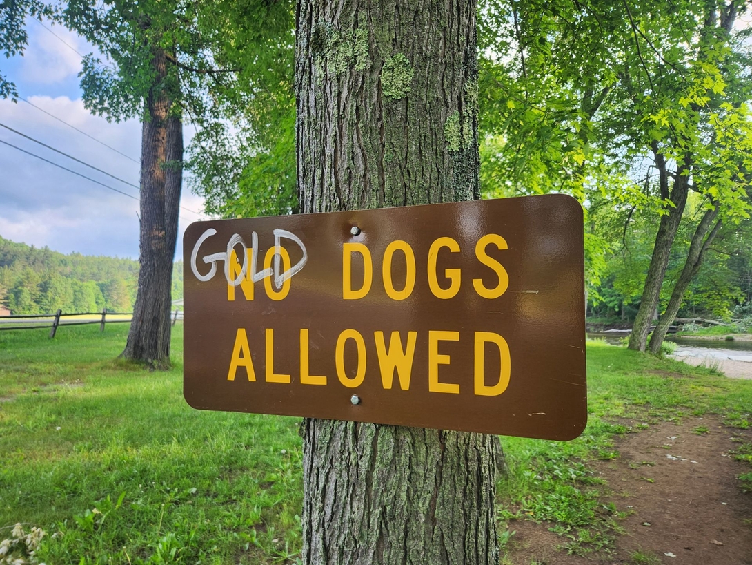 Gold dogs allowed