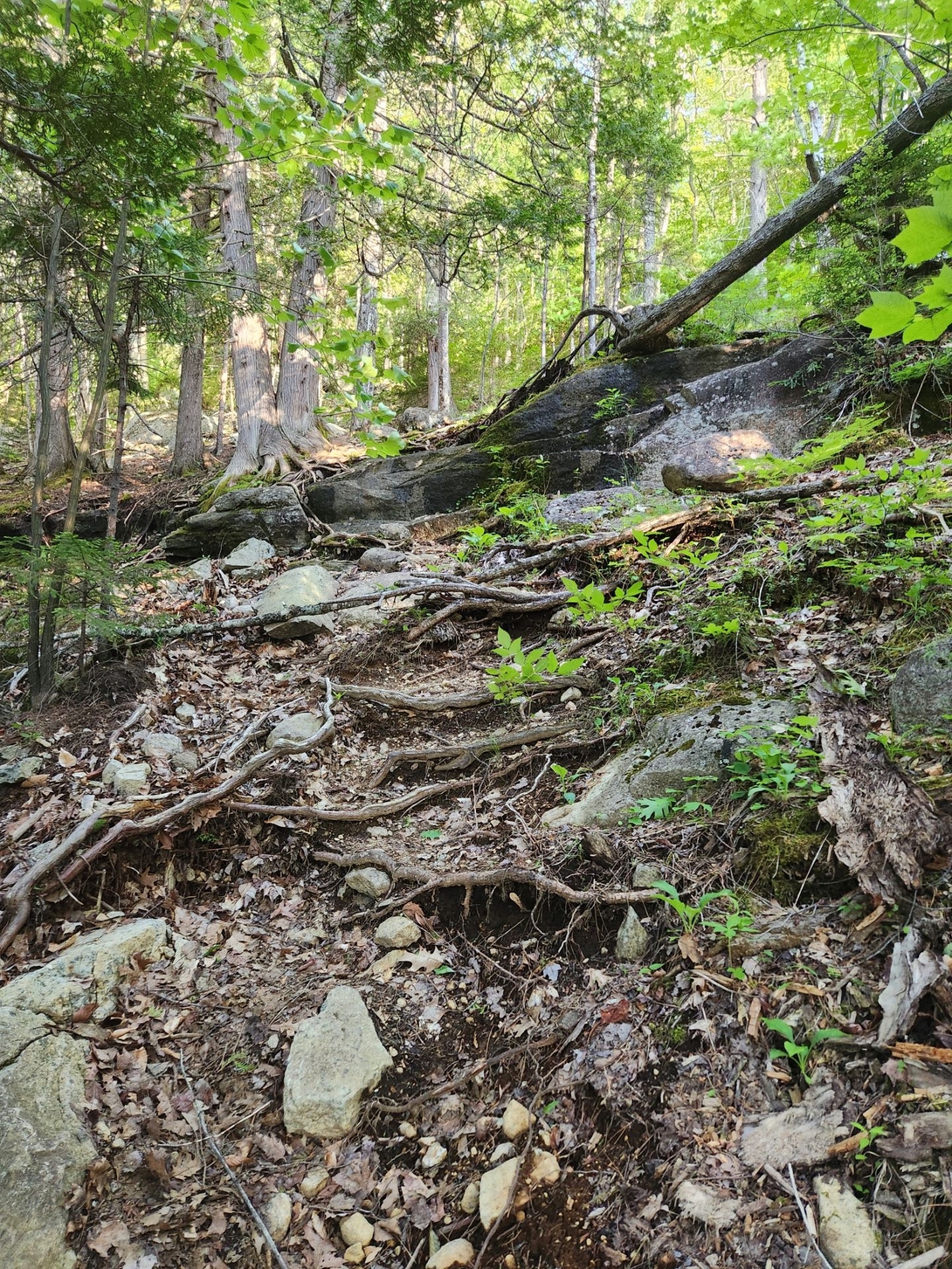 roots and boulders