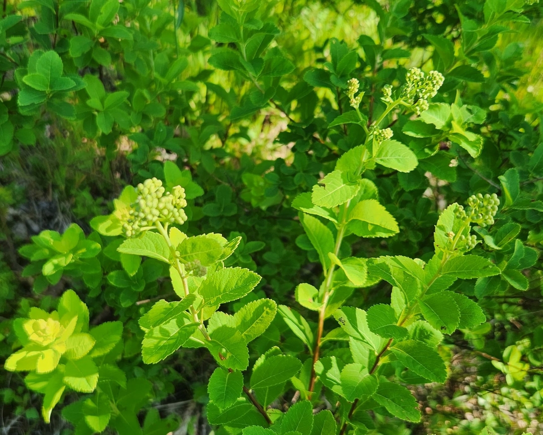 early blueberries