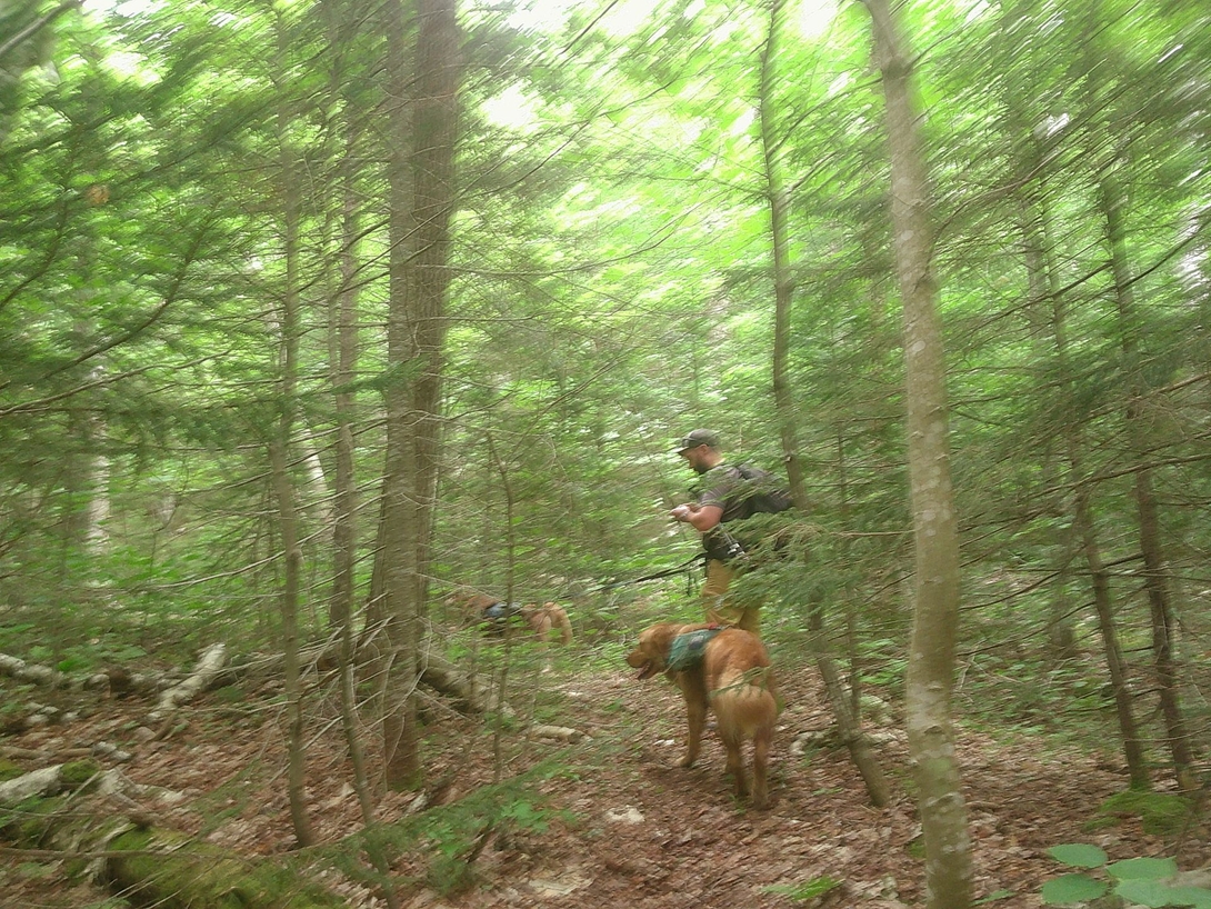 Nick and dogs