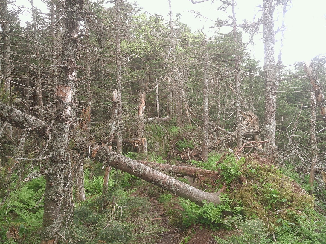 blowdown
