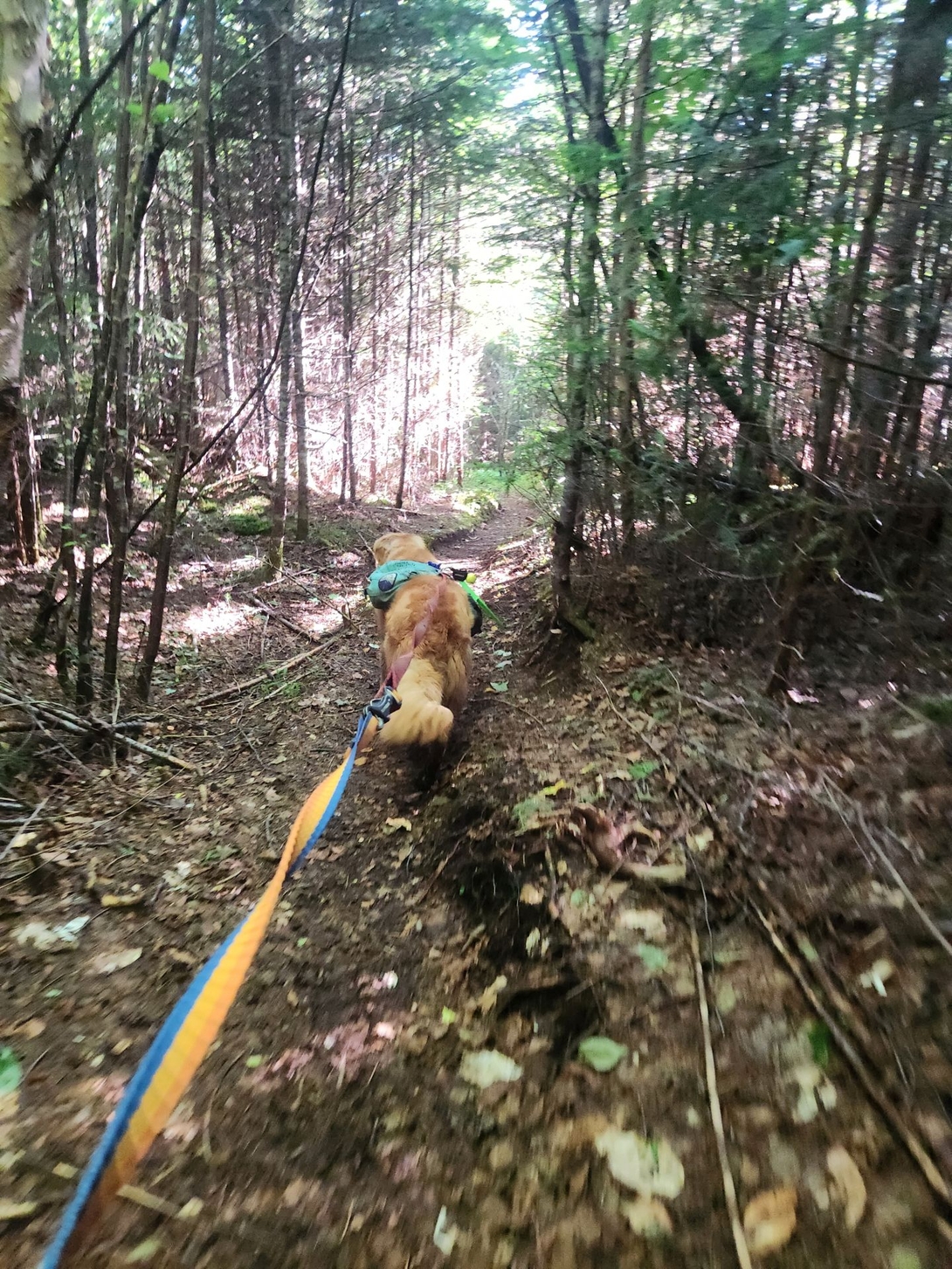 woodsish