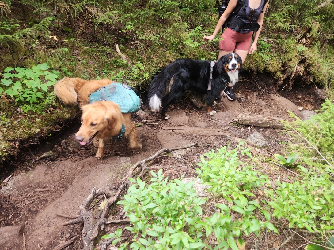 dog friends