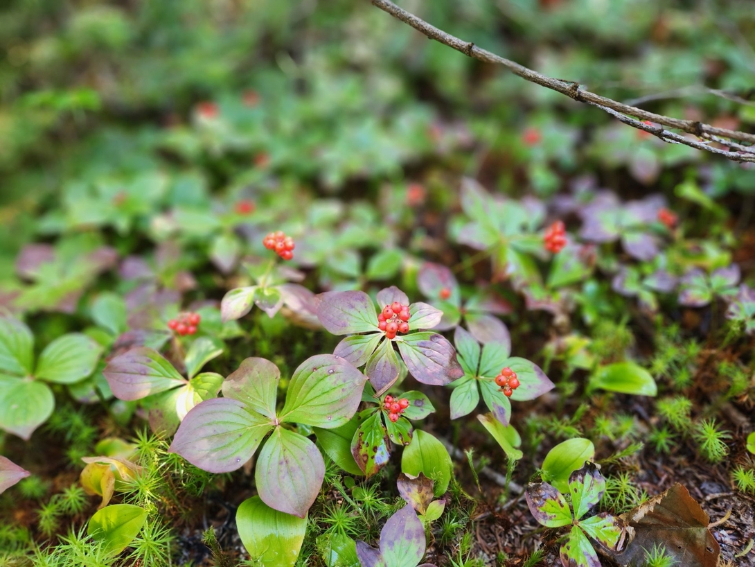 berries