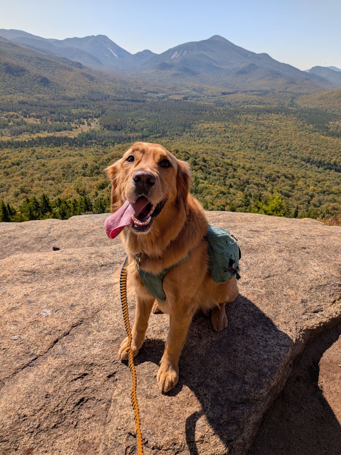 Sunny on van ho