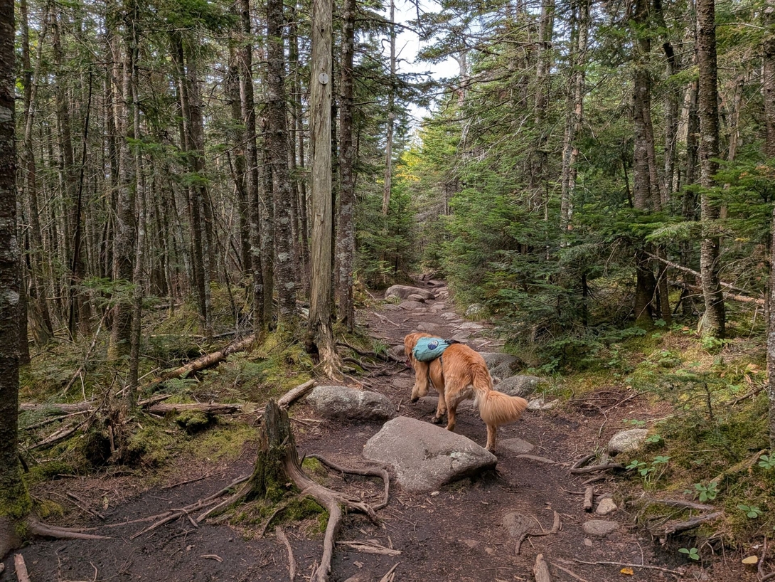 trail at ridge