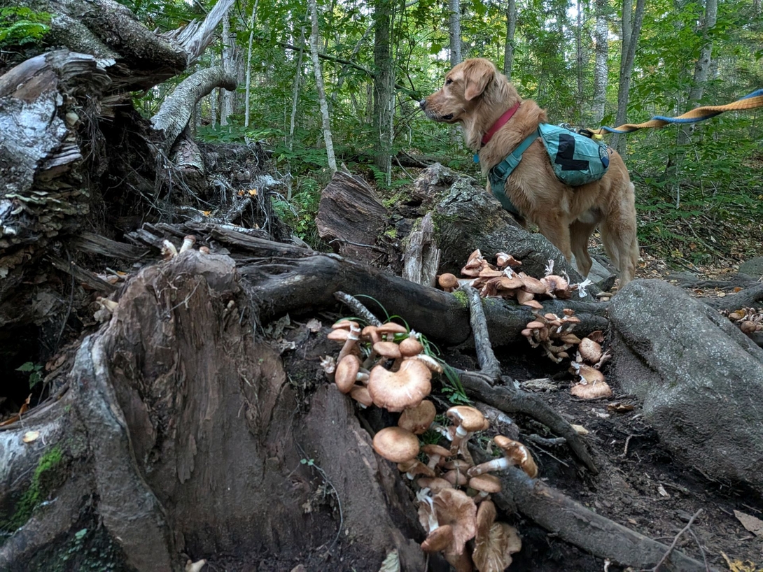 mushroom mushroom