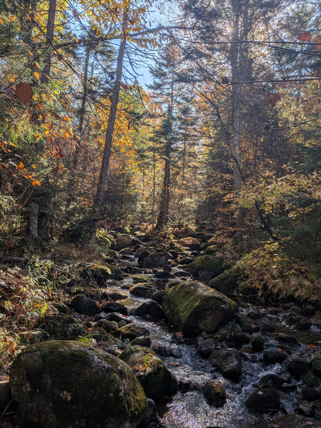 stream