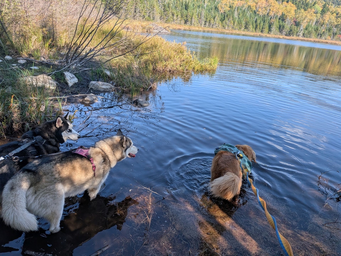 in the pond