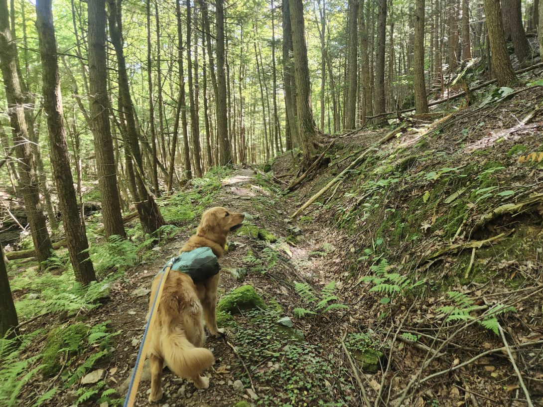 sunny on trail mound