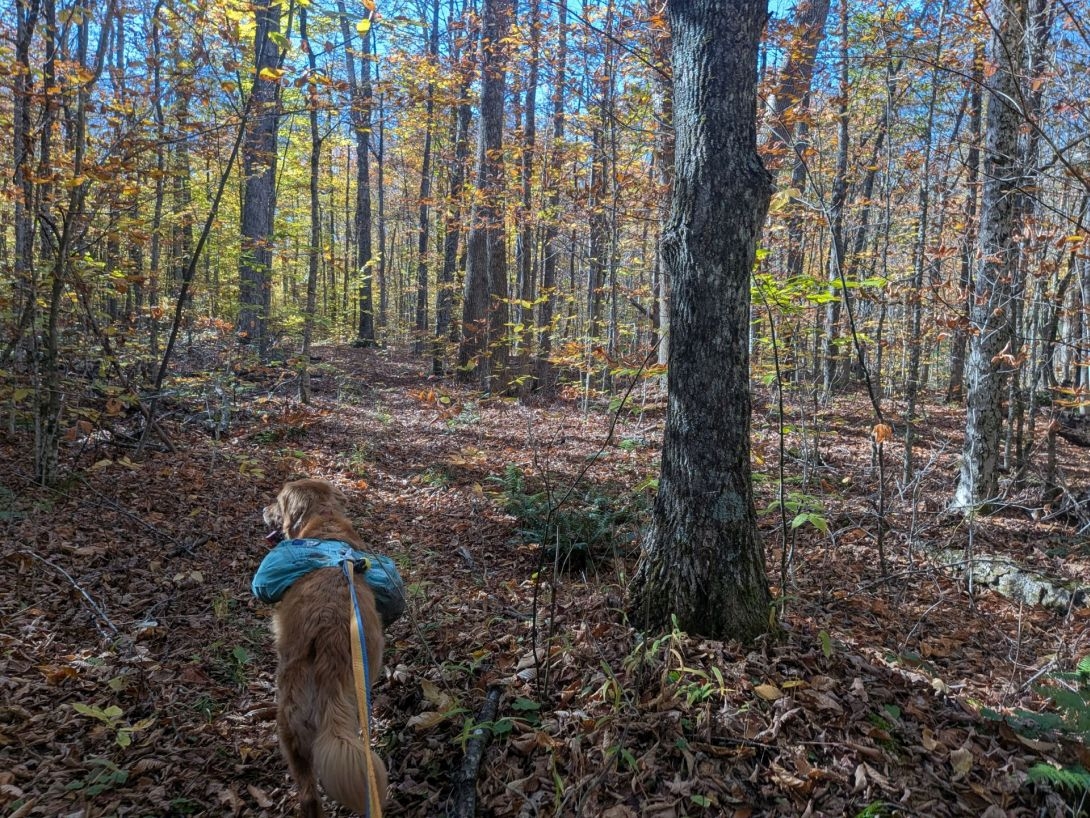 through the woods