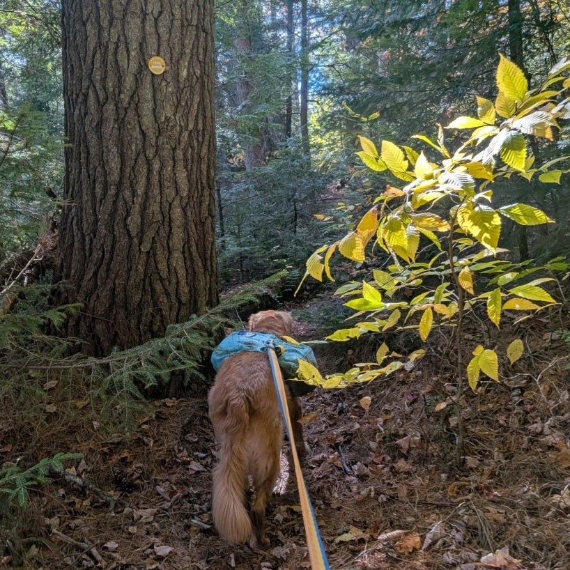 big tree