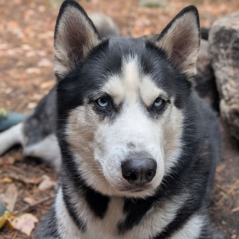 zuko