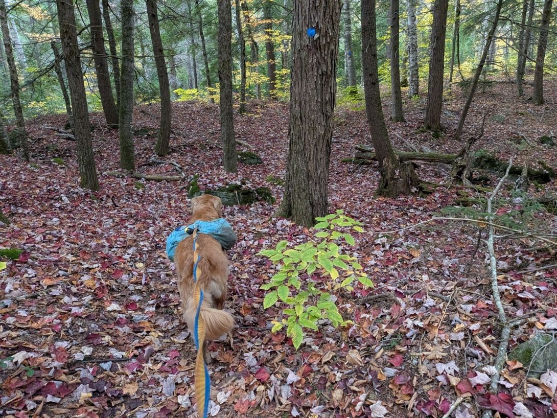 through the woods around the lake
