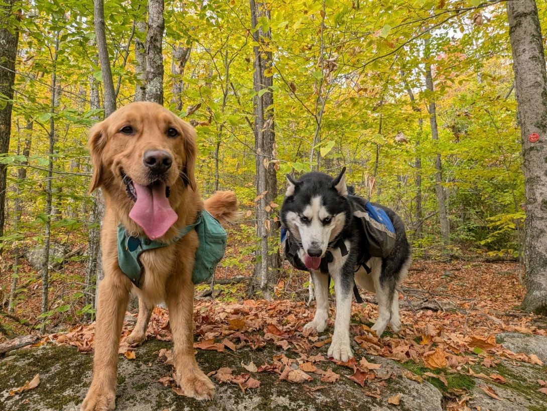dogs in the  woods