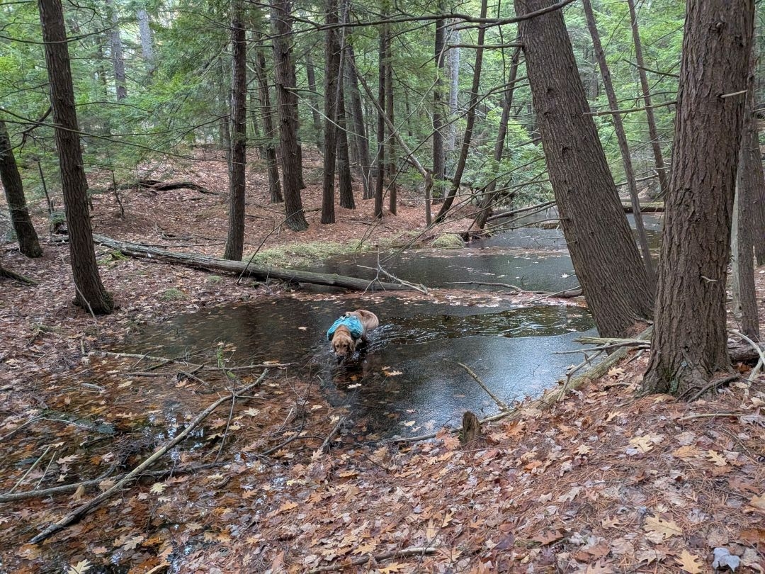 vernal pool