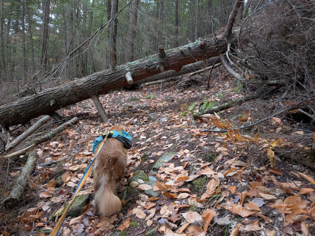 deadfall