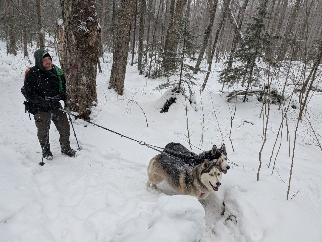 huskies