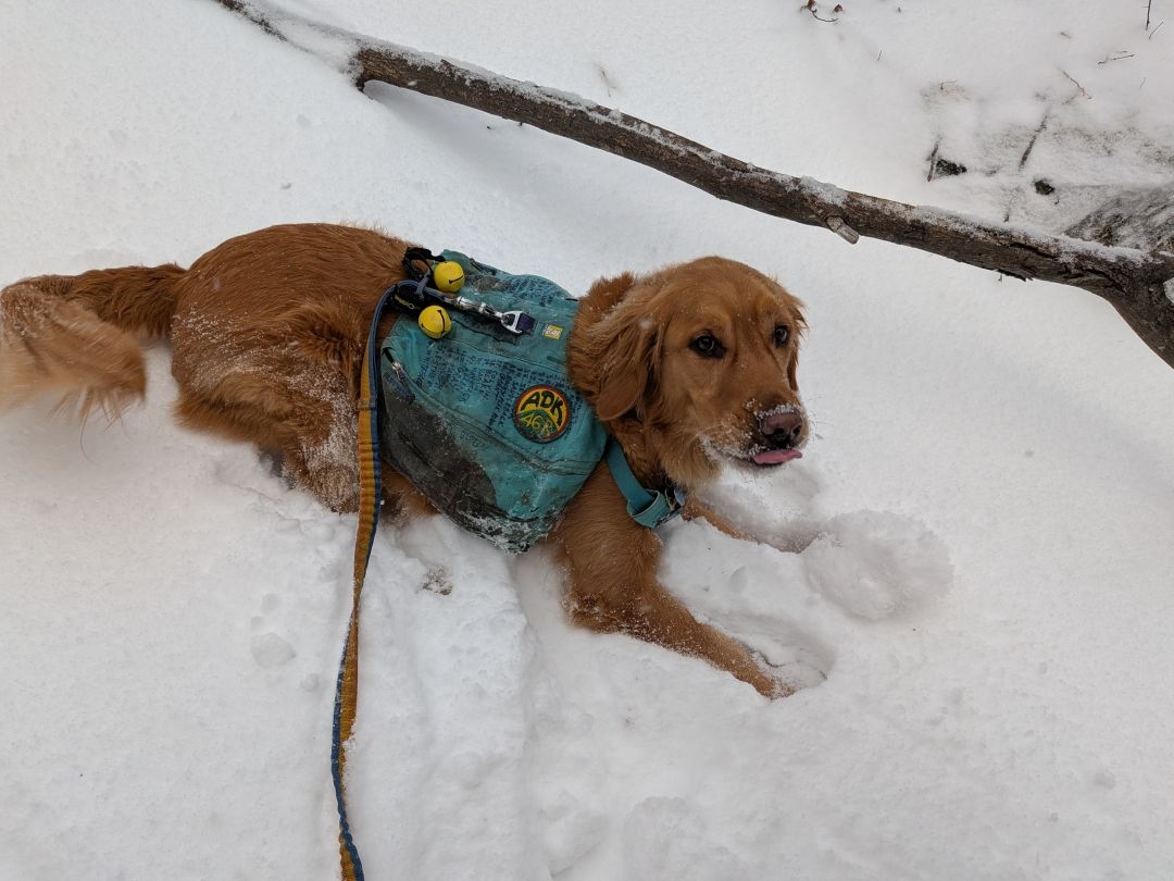 sunny loves snow