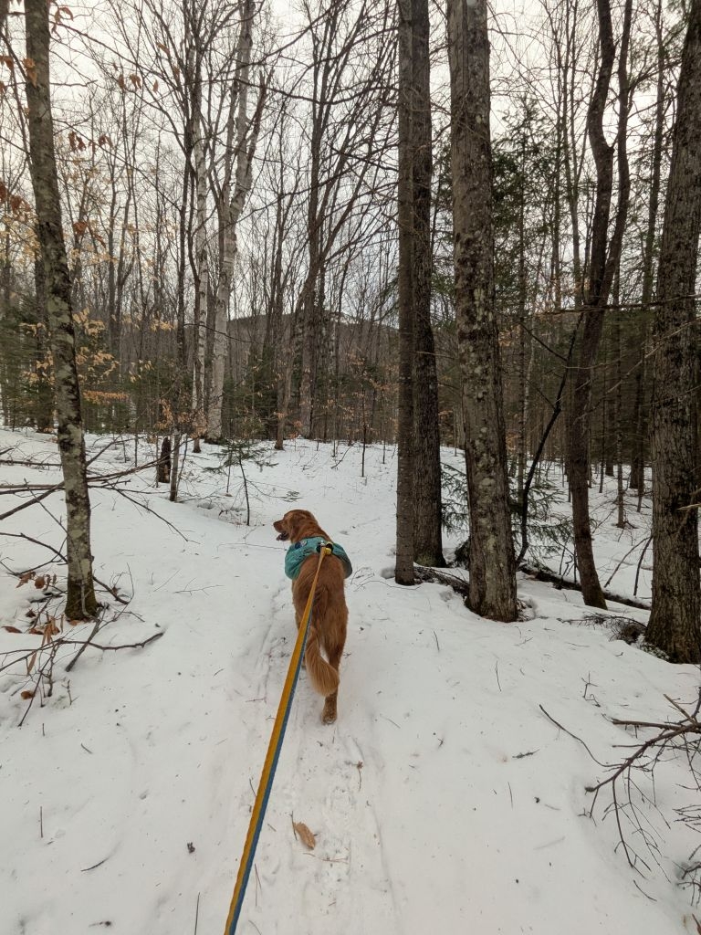 woods