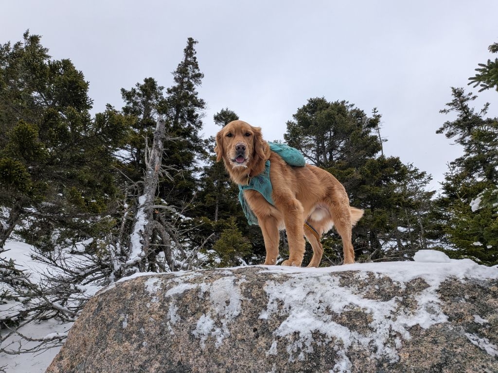 good boy