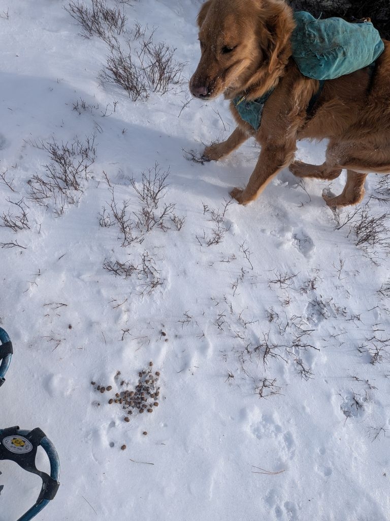deer poo