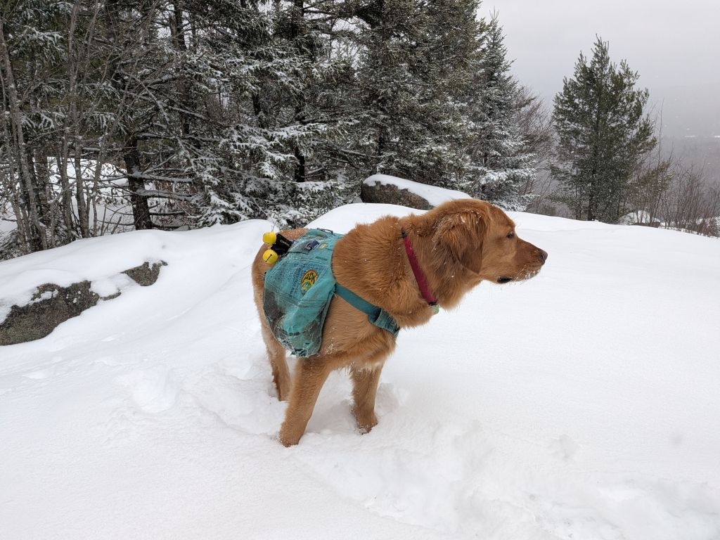 cobble hill summit