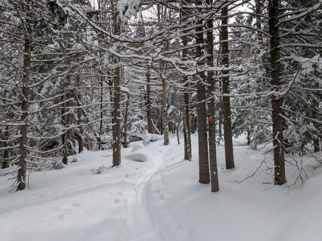 Trail through the woods