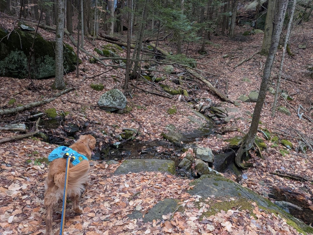 Sunny at a stream crossing