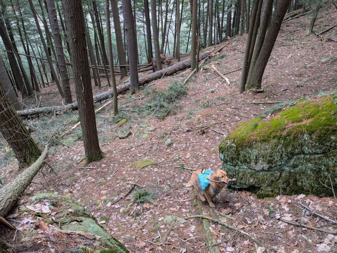 fetch