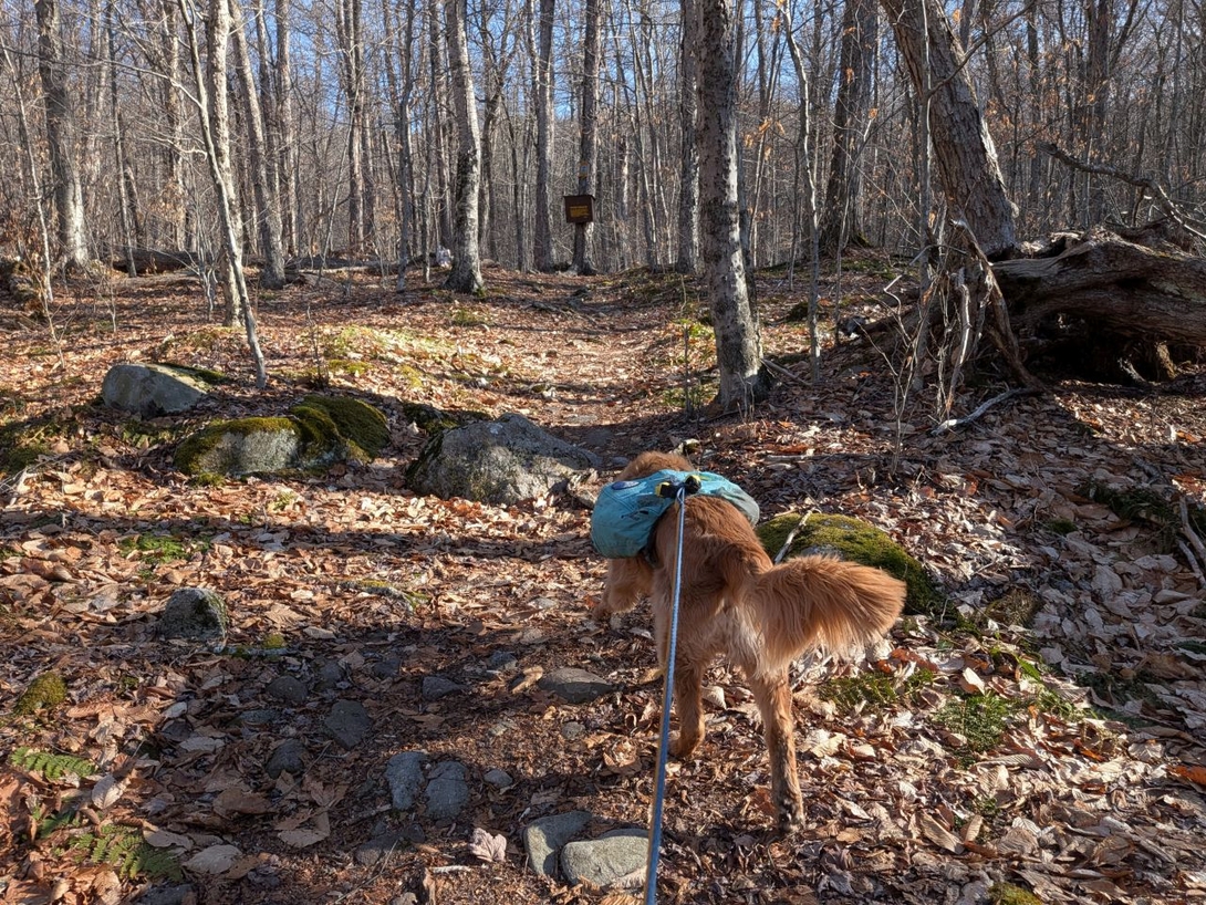 Approaching biscuit brook register