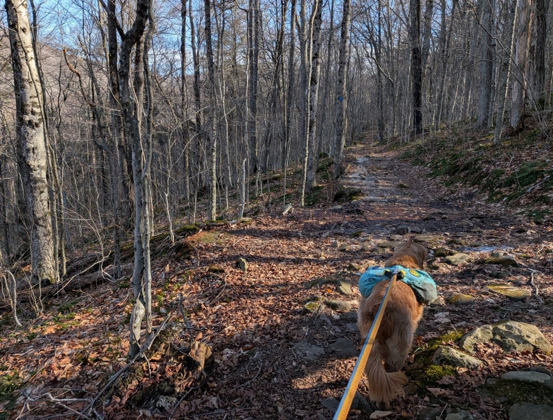 Walk in the woods