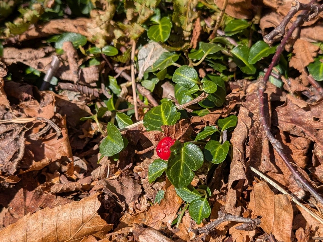 partridgeberry