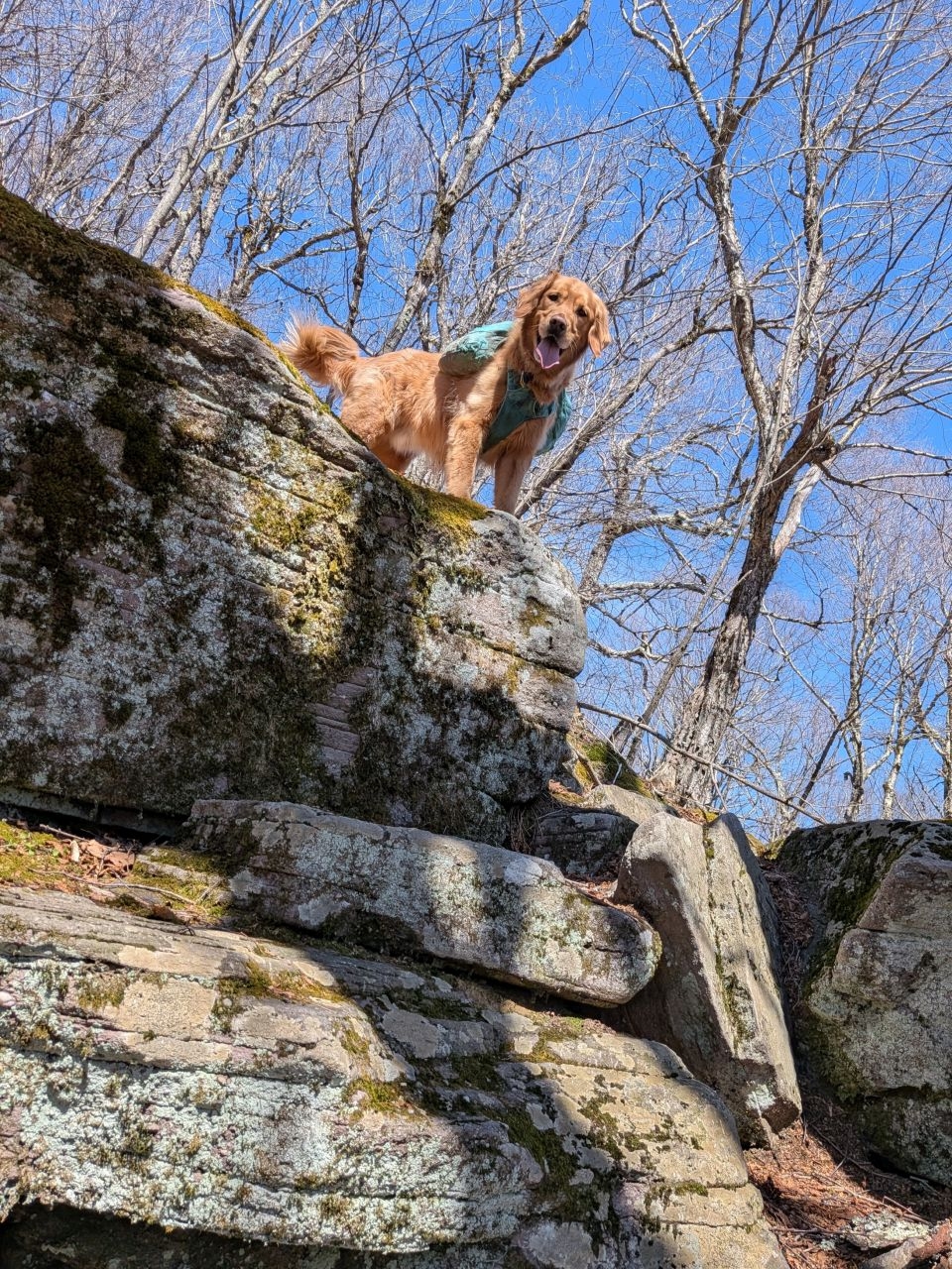 Sunny on a rock