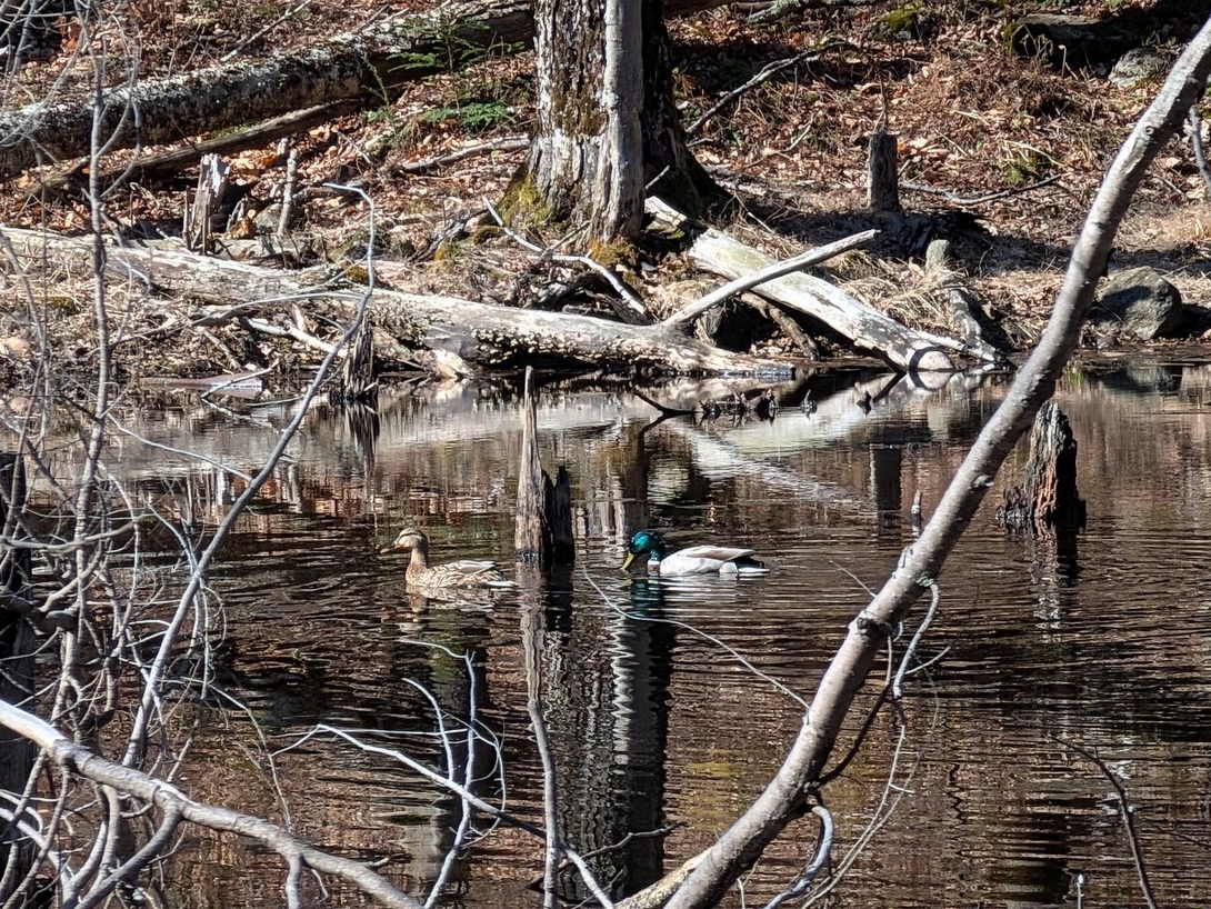 ducks