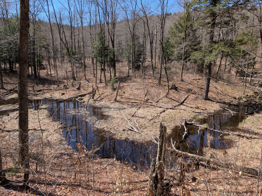 bushwhack from ponds